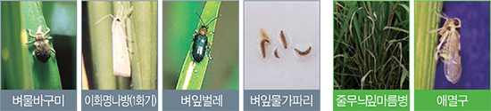 해충 및 병